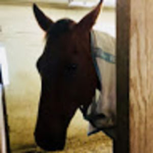 Meet your Posher, Elsie